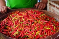 Stok Menipis! Harga Cabai Merah Besar di Sumenep Melonjak Tajam