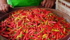 Stok Menipis! Harga Cabai Merah Besar di Sumenep Melonjak Tajam