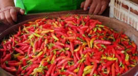 Stok Menipis! Harga Cabai Merah Besar di Sumenep Melonjak Tajam