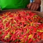 Stok Menipis! Harga Cabai Merah Besar di Sumenep Melonjak Tajam