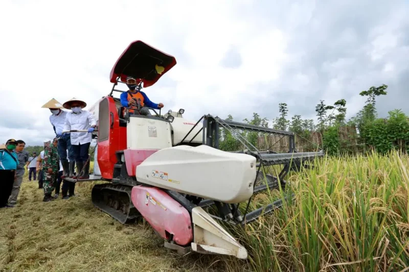 Produksi Beras Banyuwangi Melonjak! Surplus 174 Ribu Ton Siap Topang Cadangan Pangan Nasional